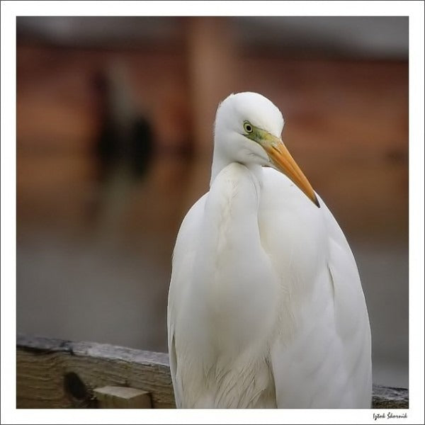 Wasservögel in den flachen Becken der Saline